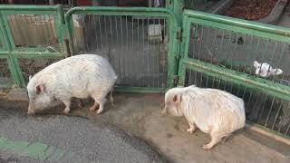 ブタと仔ヤギ (埼玉県こども動物自然公園) 2018年2月3日