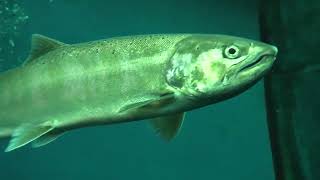 Biwa trout (Lake Biwa Museum, Shiga, Japan) October 7, 2021