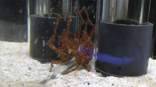 イボエダツノガニ (エビとカニの水族館) 2018年12月26日