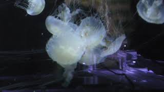 ラクテアジェリー (鶴岡市立 加茂水族館) 2019年4月10日