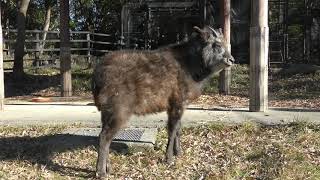 ニホンカモシカ の『モミカ』 (のんほいパーク／豊橋総合動植物公園) 2018年12月13日