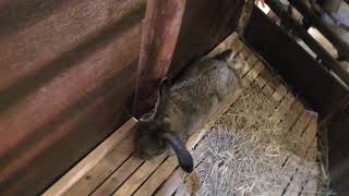 フレミッシュジャイアント (伊豆シャボテン動物公園) 2018年4月22日