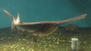 世界のさかな館「シャベルノーズスタージョン と ヘラチョウザメ」 (神戸市立須磨海浜水族園) 2018年12月21日