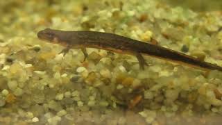 アカハライモリ の あかちゃん (四国水族館) 2021年8月4日