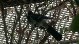 Western plantain-eater (KOBE ANIMAL KINGDOM, Hyogo, Japan) July 14, 2023