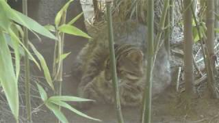 Amur cat (Inokashira Park Zoo, Tokyo, Japan) September 9, 2018