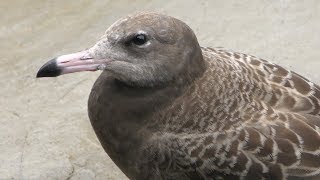 ウミネコ (岩手県宮古市 浄土ヶ浜) 2019年8月11日