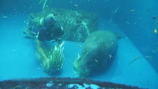 African manatee Feeding time (TOBA AQUARIUM, Mie, Japan) July 17, 2022