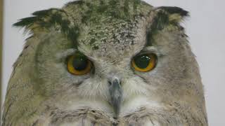 Turkmenian Eagle Owl (Kakegawa Kachouen, Shizuoka, Japan) December 10, 2017