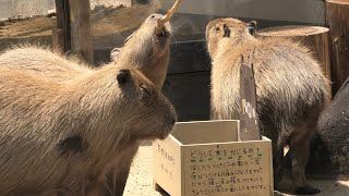 三つ子 の カピバラ (神戸市立 王子動物園) 2020年8月4日