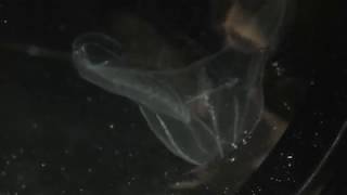 キタカブトクラゲ (新江ノ島水族館) 2018年8月26日