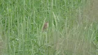 コヨシキリ (北海道 釧路市) 2019年7月4日