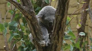 Koala (Higashiyama Zoo and Botanical Gardens, Aichi, Japan) November 18, 2017