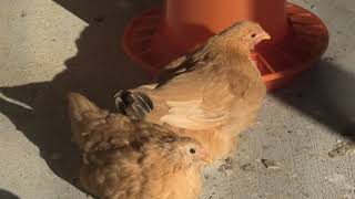 Chicken (Shimane Prefectural Livestock Technology Center, Shimane, Japan) November 30, 2019