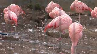 Chilean flamingo & Spot-billed duck (Yumemi ZOO, Kanagawa, Japan) December 16, 2017
