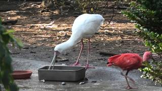 鳥舎 (宮崎市フェニックス自然動物園) 2019年12月9日