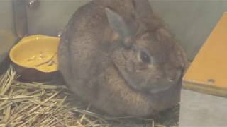 4種のウサギ (仙台市八木山動物公園／セルコホーム ズーパラダイス八木山) 2018年1月20日