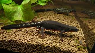 Sword-tail newt | Forest The Forest of Spirits (átoa, Hyogo, Japan) October 30, 2021