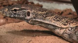 Nile monitor (TENNOJI ZOO, Osaka, Japan) December 23, 2020