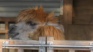 Alpaca (Saitama Children's Zoo, Saitama, Japan) February 3, 2018