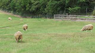 Sheep (Awaji Farm Park England Hill, Hyogo, Japan) August 19, 2022