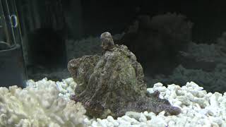 ホンドオニヤドカリ (エビとカニの水族館) 2018年12月26日