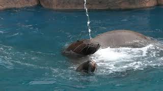Nothern sea lion (Niigata City Aquarium (MARINEPIA NIHONKAI), Niigata, Japan) April 8, 2019