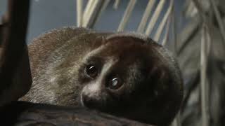 スンダスローロリス (東山動植物園) 2021年7月22日