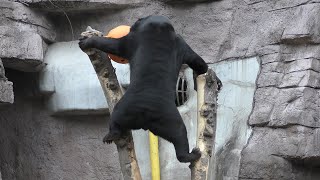 Sun bear (TENNOJI ZOO, Osaka, Japan) January 12, 2019