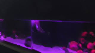 深海コーナー (久慈地下水族科学館 もぐらんぴあ水族館) 2019年8月11日