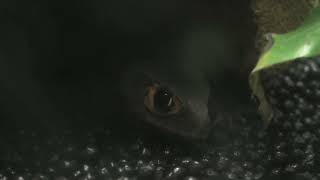アカメカブトトカゲ (東山動植物園) 2021年7月22日