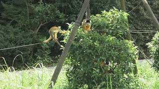 ボリビアリスザル (東武動物公園) 2020年9月18日