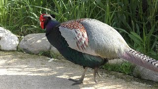 野鳥観察所 (周南市 徳山動物園) 2019年4月26日