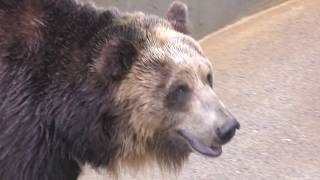 Ezo Brown Bear (KAMINE ZOO, Ibaraki, Japan) October 21, 2017