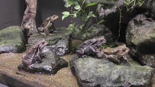 Japanese toad (Sagamigawafureai Science Museum Aquarium, Kanagawa, Japan) November 30, 2018
