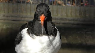 ミヤコドリ と シギ (多摩動物公園) 2019年1月18日