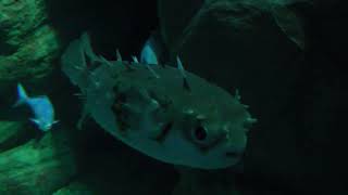 Porcupinefish (Osaka Aquarium KAIYUKAN, Osaka, Japan) August 12, 2022