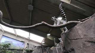 Ring-tailed lemur (Nasu Animal Kingdom, Tochigi, Japan) September 14, 2020