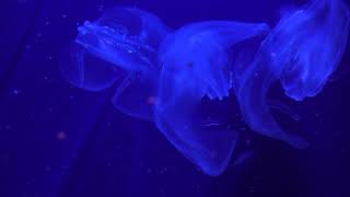 チョウクラゲ (沖縄美ら海水族館) 2019年5月10日