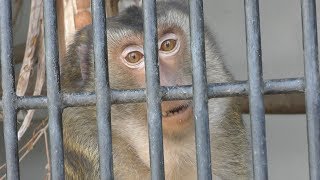 ブタオザル の『サクラ』 (大牟田市動物園) 2019年4月19日