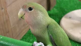 True parrots & Hamster (Metchaomoroi Zoo, Shiga, Japan) October 7, 2021