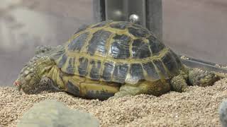 Central Asian tortoise (KAMINE ZOO, Ibaraki, Japan) December 4, 2018