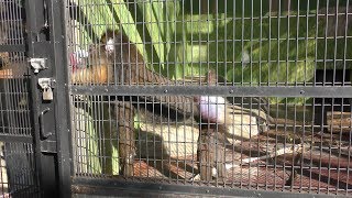 Mandrill (Shizuoka Municipal Nihondaira Zoo, Shizuoka, Japan) December 10, 2017