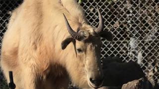 Golden takin (ADVENTURE WORLD, Wakayama, Japan) January 18, 2020