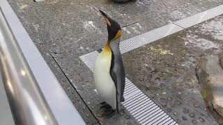King penguin Calls (SENDAI UMINO-MORI AQUARIUM, Miyagi, Japan) January 20, 2018