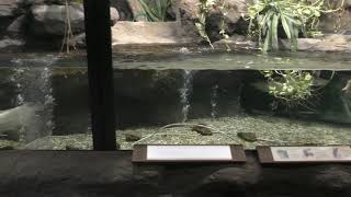 アジアアロワナ (札幌市 円山動物園) 2019年6月13日