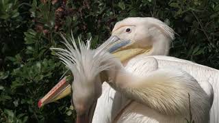 White Pelican (KOBE ANIMAL KINGDOM, Hyogo, Japan) October 24, 2021