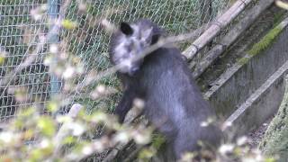 Japanese serow (Kobe Municipal Arboretum, Hyogo, Japan) September 17, 2018