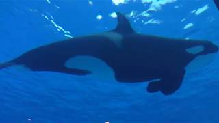 シャチ／サカマタ (名古屋港水族館) 2017年11月18日