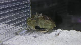 ソデカラッパ (エビとカニの水族館) 2018年12月26日
